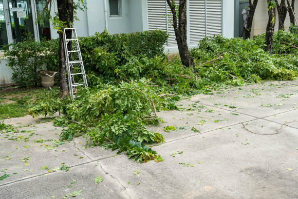 Why Choose Our Tree Removal Services in Stanton, NE?