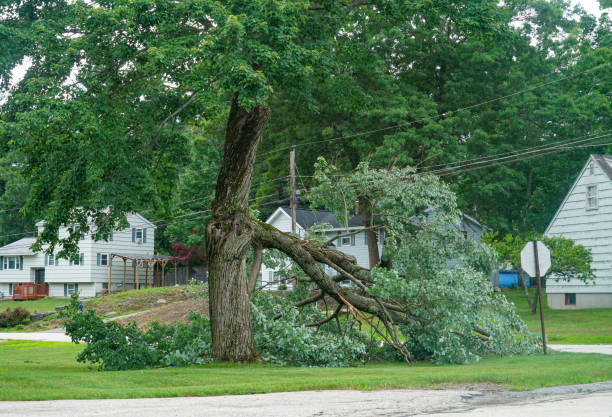 Reliable Stanton, NE  Tree Services Solutions